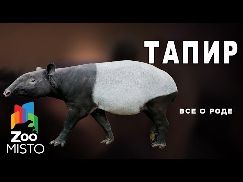 Тапир - Все о отряде непарнокопытных | Отряде непарнокопытных тапир