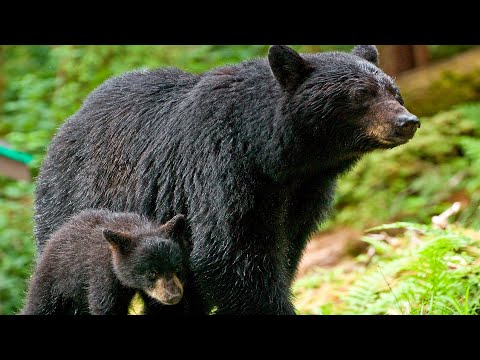 ЧЕРНЫЙ МЕДВЕДЬ БАРИБАЛ - Самый популярный североамериканский медведь! Все интересное о Барибале!