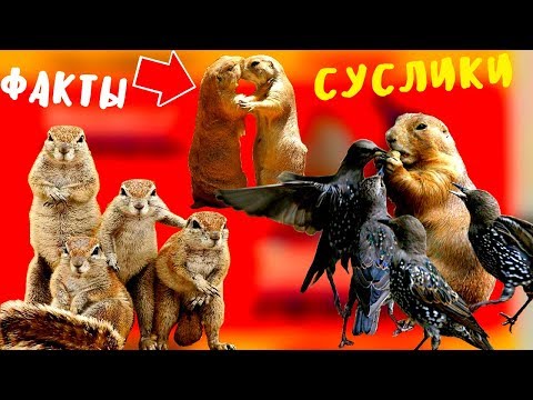 Суслики - зверьки про которых вы много не знали