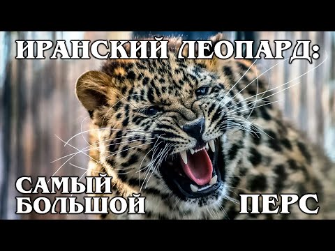 ПЕРСИДСКИЙ ЛЕОПАРД: Крупнейший подвид леопардов | Интересные факты про леопардов