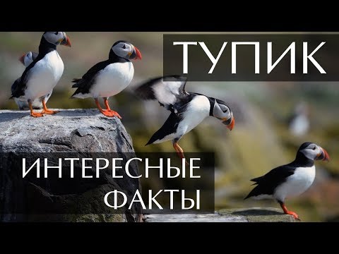 Птица Тупик - интересные факты