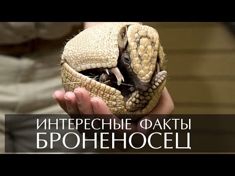 Броненосец - интересные факты