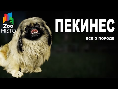 Пекинес - Все о породе собаки | Собака породы - Пекинес