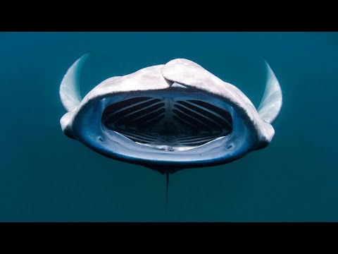 Гигантский Морской Дьявол или просто СКАТ МАНТА - удивительная подводная бабочка!