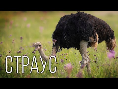 Страус: Самая большая птица на Планете Земля | Интересные факты про страусов