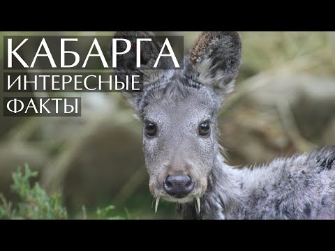 Кабарга - интересные факты