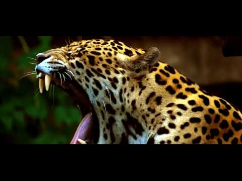 ЯГУАР - ИНТЕРЕСНЫЕ ФАКТЫ О ЖИВОТНЫХ / Jaguar animal