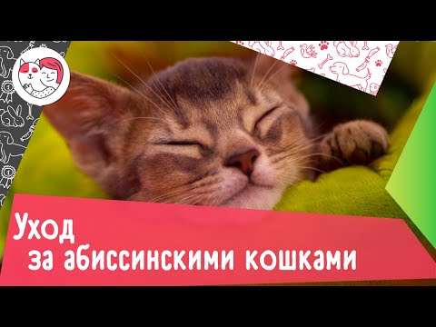 5 особенностей ухода за абиссинскими кошками