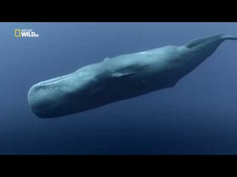 Глубоководные киты [HD]