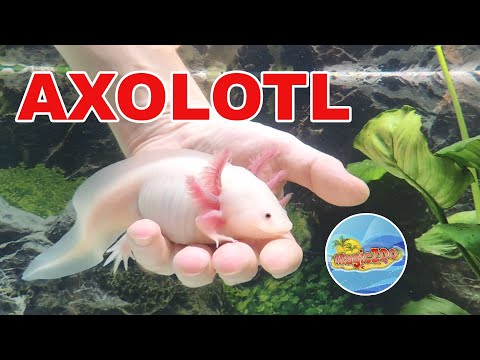 Аксолотль ручной. Аквариум для нового питомца | Axolotl in aquarium.