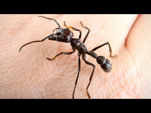Пульки - удивительная колония муравьев! МУРАВЕЙ ПУЛЯ против жуков, тараканов, гусениц и даже змеи!