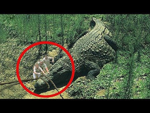 Найден Самый Большой Крокодил в Мире