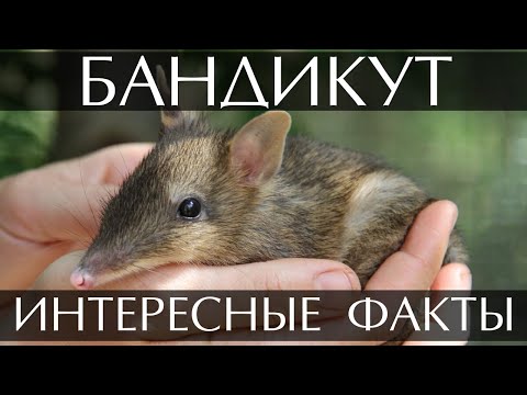 Бандикут - интересные факты