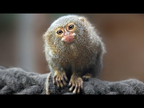 КАРЛИКОВАЯ ИГРУНКА: Самая маленькая обезьянка в мире | Интересные факты про приматов и животных
