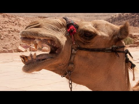 ВЕРБЛЮД В ДЕЛЕ - Плюется, кусается и даже иногда ест змей!