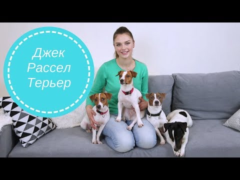 Джек-рассел-терьер. Описание породы | Характер, особенности ухода и содержания