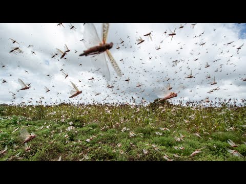 Ненасытная САРАНЧА - поедает ВСЕ! Откуда берутся и куда исчезают миллиарды насекомых?