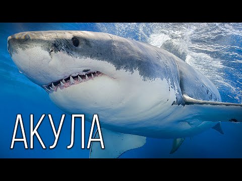 Акула: Королева рыб | Интересные факты про акул