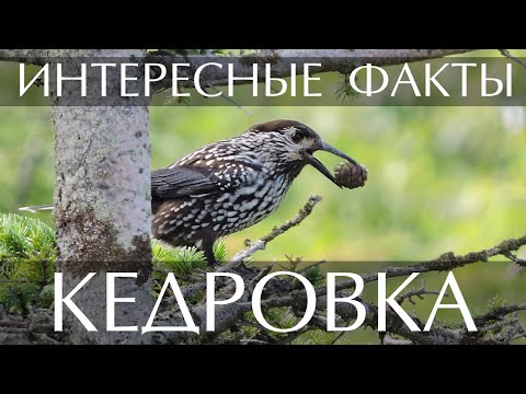 Кедровка - интересные факты