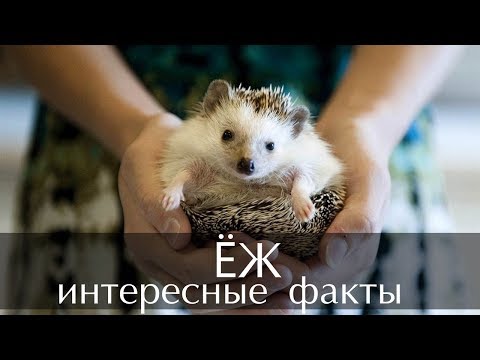 Интересные факты про Ежей