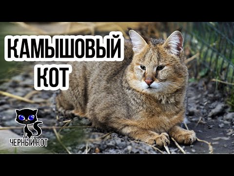 ✔ Камышовый кот – редкий ночной хищник. Где обитает камышовый кот?