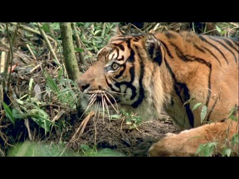 Суматранский тигр – самый опасный хищник джунглей! Необычайно агрессивный и редкий кот!