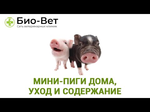 МИНИ-ПИГИ ДОМА - Уход и Содержание // Сеть Ветклиник БИО-ВЕТ