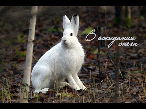 В ожидании снега (Заяц-беляк Lepus timidus L.)