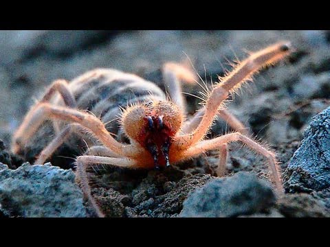 Обыкновенная Сольпуга. Фаланга (Galeodes araneoides) | Film Studio Aves