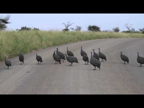 Guineafowl launchpad