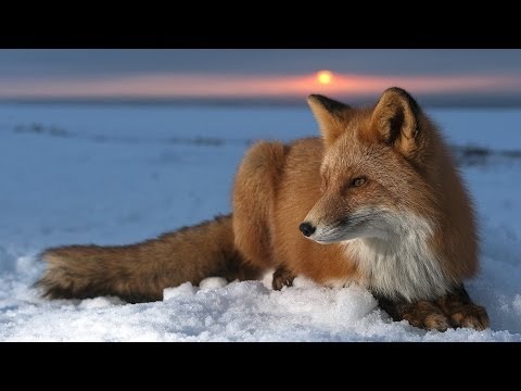 Очень интересный документальный фильм о Лисах! Документальыне фильмы, фильмы про животных