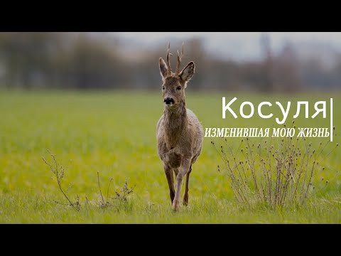 КОСУЛЯ, ИЗМЕНИВШАЯ МОЮ ЖИЗНЬ !!!