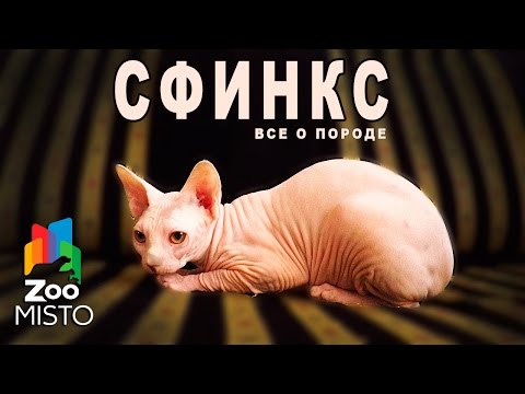 Сфинкс - Все о породе