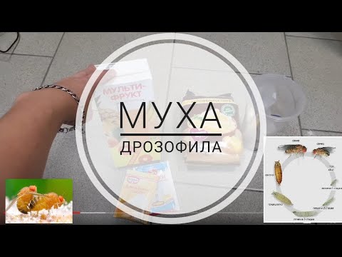 Муха дрозофила / как разводить муху / приготовление каши для мухи