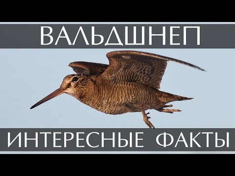 Вальдшнеп - интересные факты