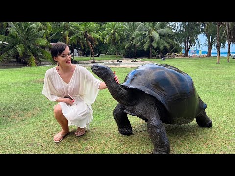 Giant Tortoises of Aldabra on Curieuse Island Seychelles 2022
