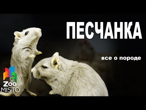 Песчанка - Все о виде грызуна | Вид грызуна - Песчанка