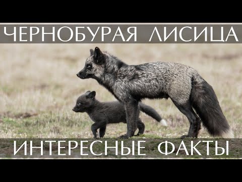 Чернобурая лисица (чернобурка) - интересные факты