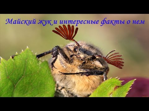 Майский жук и интересные факты о нем