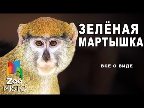 Зелёные мартышка - Все о приматах | Вид обезьян зелёная мартышка