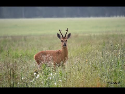 Самец косули предупреждает об опасности