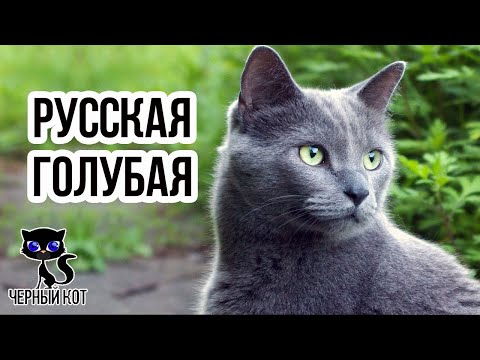 ✔ Русская голубая кошка – короткошерстная порода голубого окраса с зелеными глазами