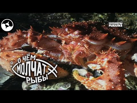 Камчатский краб хозяйничает у берегов Норвегии | О чем молчат рыбы