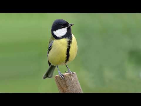 Голоса птиц Как поёт Синица большая Parus major