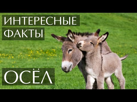 Осел - интересные факты