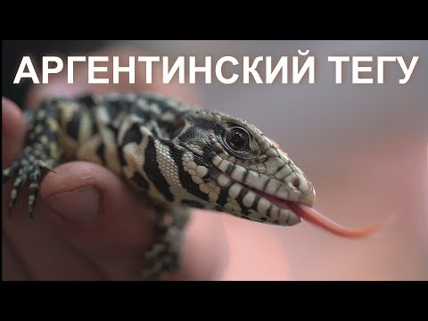 Аргентинский черно-белый тегу