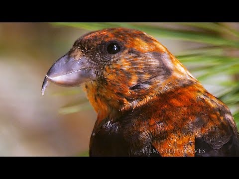 Клёст-еловик (Loxia curvirostra) Common Crossbill - в поисках гастролитов | Film Studio Aves