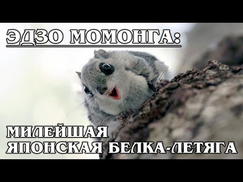 ЭДЗО МОМОНГА: Самая милая белка-летяга и эндемик Японии | Интересные факты про белок и животных