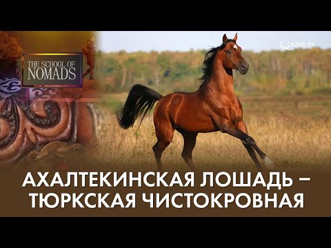 «Школа кочевников». Ахалтекинская лошадь – тюркская чистокровная