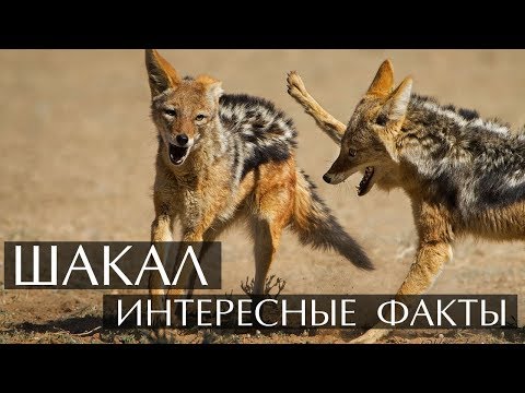 Интересные факты о Шакале